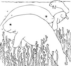 Coloring Book Manatee