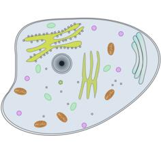Animal Cell