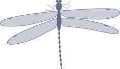 damselfly