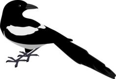 Magpie