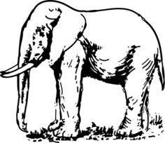 elephant