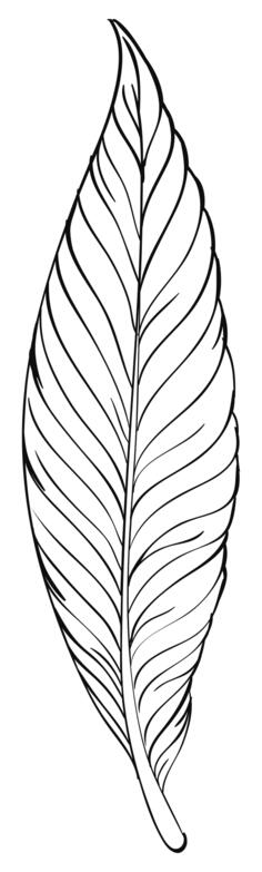 Feather Line Art