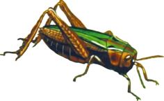 Common green grasshopper (isolated)