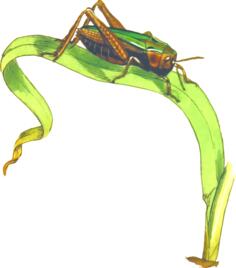 Common green grasshopper