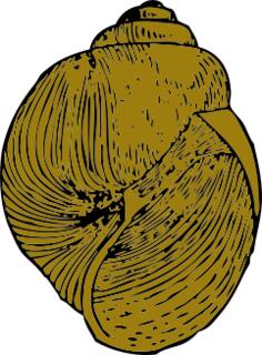 snail shell