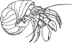 hermit crab