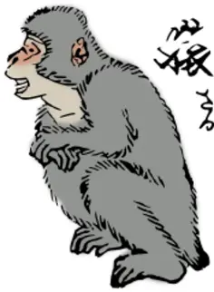 Japanese Macaque