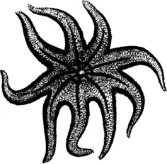 海星(黑色)