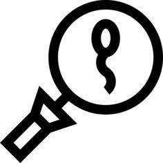 Spermatozoon