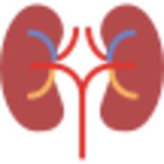 Kidney