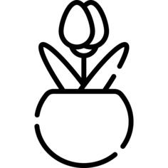 Tulip