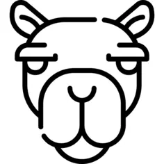 Camel