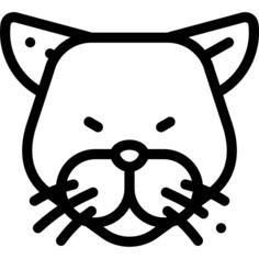 豹