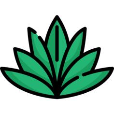 Agave