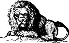 Lion in black and white