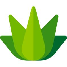 Agave