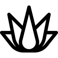 Agave