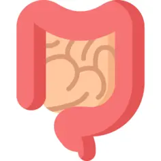 Intestine