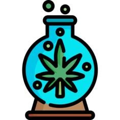 Cannabis