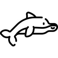 海豚
