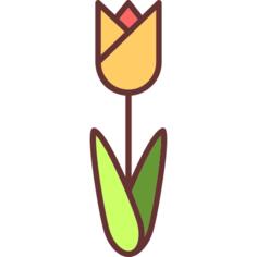 Tulip