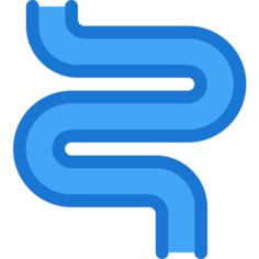 Intestine