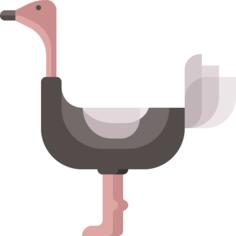 Ostrich