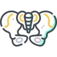 Pelvis