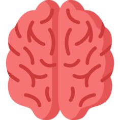 Brain