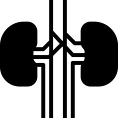 Kidney