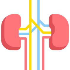 Kidney