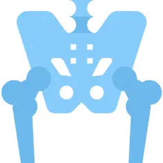 Pelvis