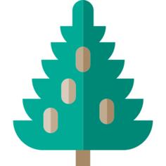 Spruce