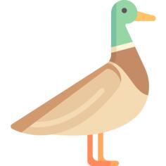 Duck