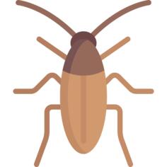 Cockroach