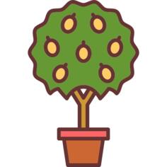 Lemon tree