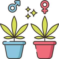 Weed