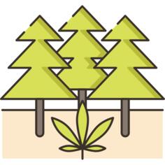 Trees