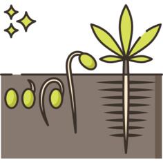 Germination