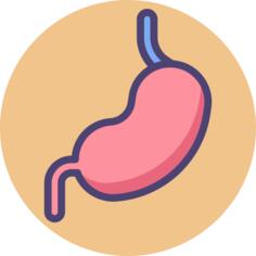 Stomach