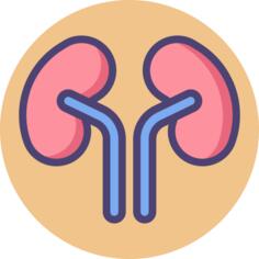 Kidneys