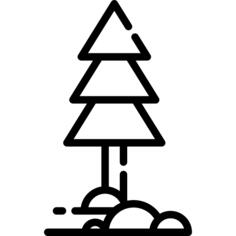 Pine