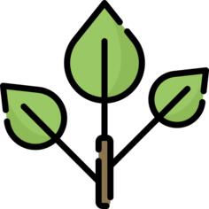 Branch