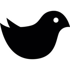 Cute bird