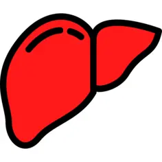 肝