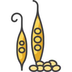 Pea