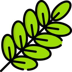 Branch