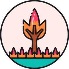 Forest fire