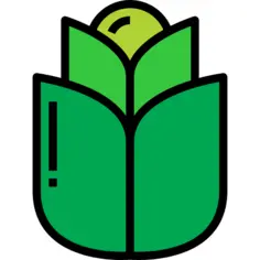 Cabbage