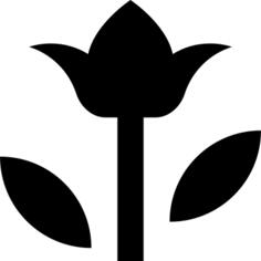 郁金香